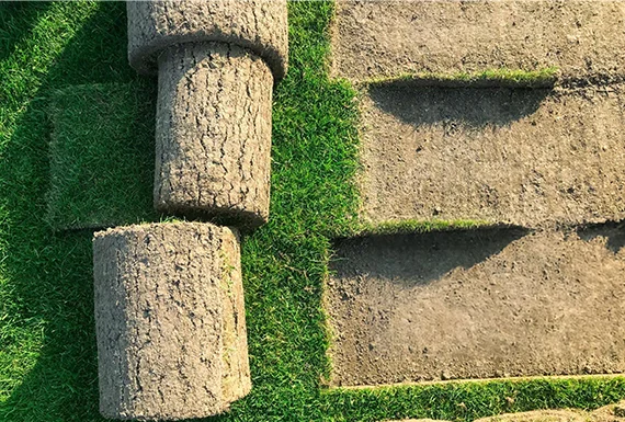 Why Choose Our Sod Installation Services