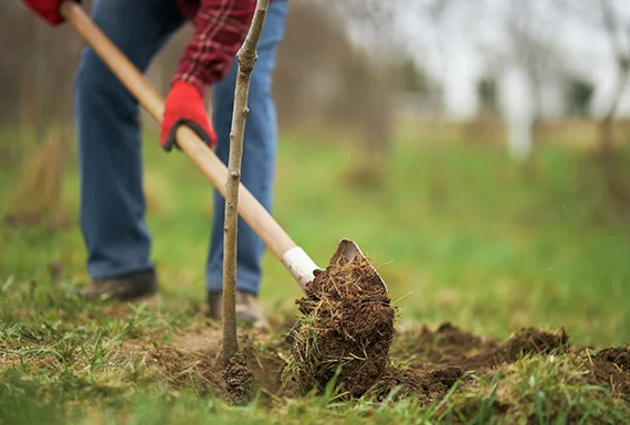 Benefits of Our Tree Planting Service