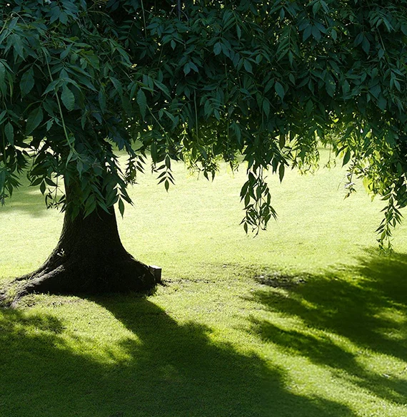 Best Shade Trees in Phoenix, AZ