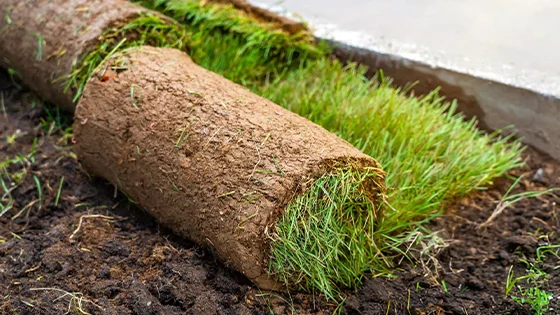 Commercial Sod Installation Services in Phoenix, AZ