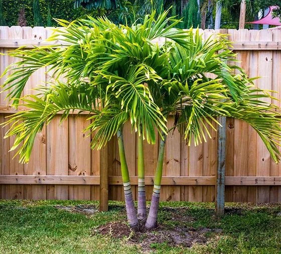 Palm Tree Installation Services in Peoria, AZ