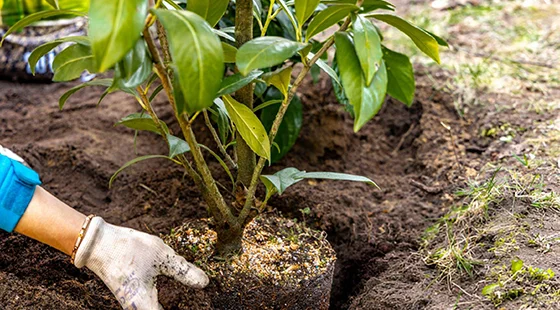 Residential Tree Planting Service in Goodyear, AZ