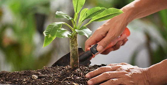 Tree Planting Services in Surprise, AZ